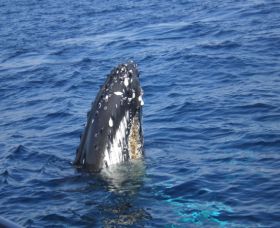 Jervis Bay Whales - Accommodation Gladstone 1