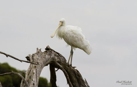 Melbourne Birding Tours - Accommodation Gladstone 6