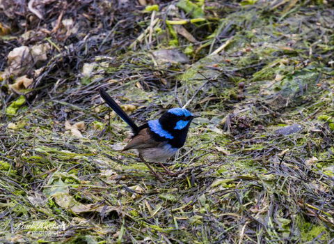 Melbourne Birding Tours - Accommodation Gladstone 7