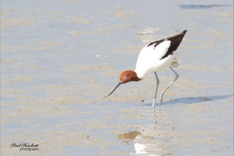 Melbourne Birding Tours - Accommodation Gladstone 14