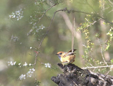 Melbourne Birding Tours - Accommodation Gladstone 15