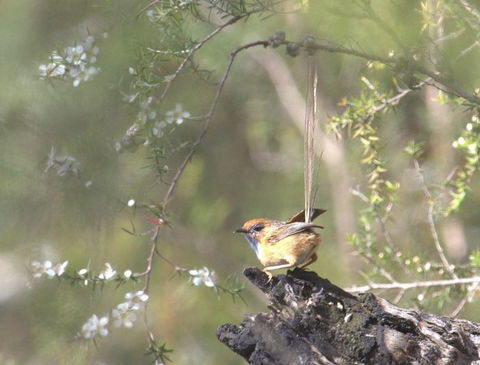 Melbourne Birding Tours - Accommodation Gladstone 16