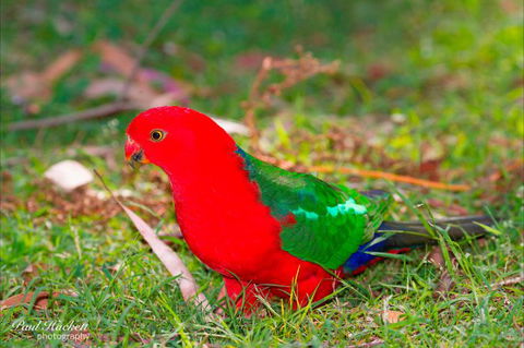 Melbourne Birding Tours - Accommodation Gladstone 20