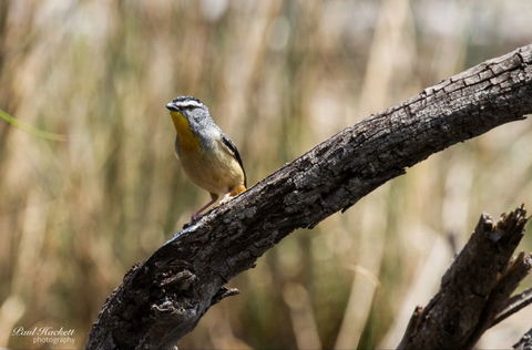 Melbourne Birding Tours - Accommodation Gladstone 22