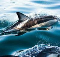 Dolphin Swim Australia - Accommodation Gladstone