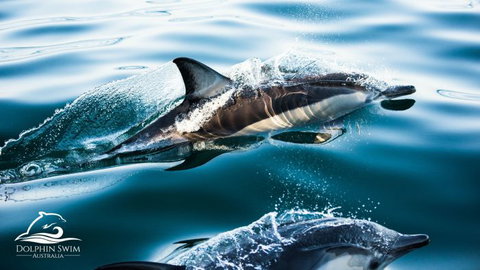 Dolphin Swim Australia - Accommodation Gladstone 1