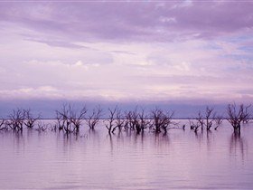 Tri State Safaris - Accommodation Gladstone 9
