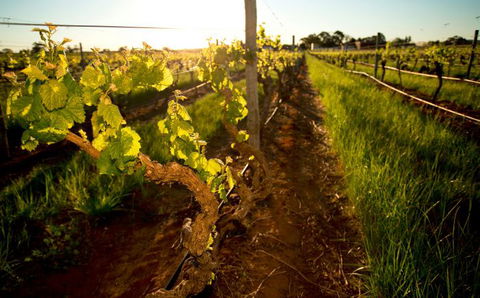 Kaesler Old Vine Vineyard Tour - Accommodation Gladstone 0