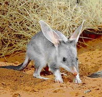 Stars Parks and Legends Drive - Accommodation Gladstone