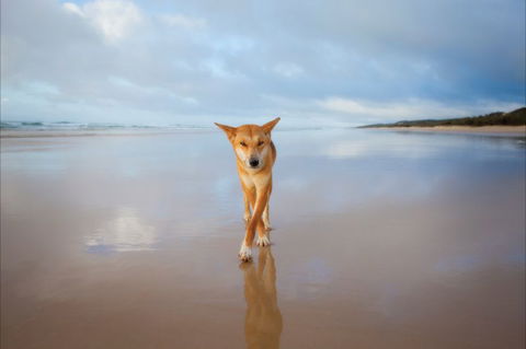 Fraser Island Adventure Tours - Accommodation Gladstone 3