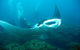 Kirra Dive “On The Tweed” - thumb 3