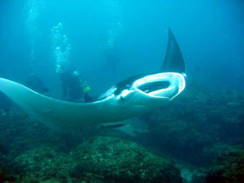 Kirra Dive “On The Tweed” - Accommodation Gladstone 3