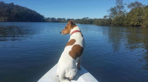 Australis Canoes & Kayaks - Accommodation Gladstone 0