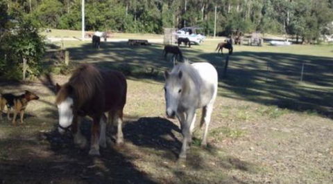 AAA Horse Riding & More - Accommodation Gladstone 2