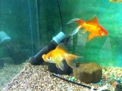 Hurley’s Aquariums - Accommodation Gladstone 2
