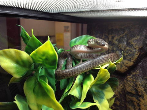 Pets Wonderland - Accommodation Gladstone 3