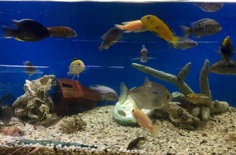Clearwater Aquariums - Accommodation Gladstone 3