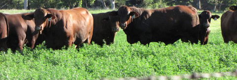 Quirindi Grain And Produce - Accommodation Gladstone 3