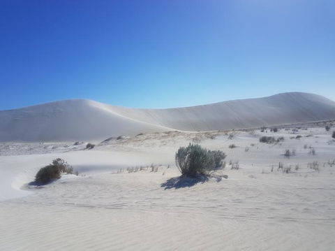 Pinnacles Desert, Koalas And Sandboarding 4WD Day Tour From Perth - Accommodation Gladstone 2
