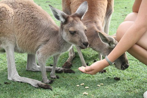Pinnacles Desert, Koalas And Sandboarding 4WD Day Tour From Perth - Accommodation Gladstone 32