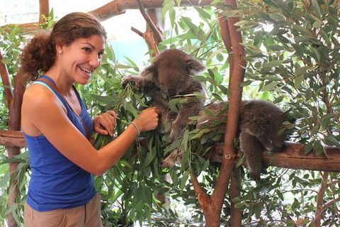 Pinnacles Desert, Koalas And Sandboarding 4WD Day Tour From Perth - Accommodation Gladstone 29