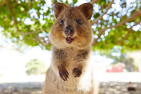 Rottnest Island Tour From Perth Or Fremantle Including Bus Tour - Accommodation Gladstone 6