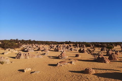 Pinnacles Day Trip From Perth Including Yanchep National Park - Accommodation Gladstone 6