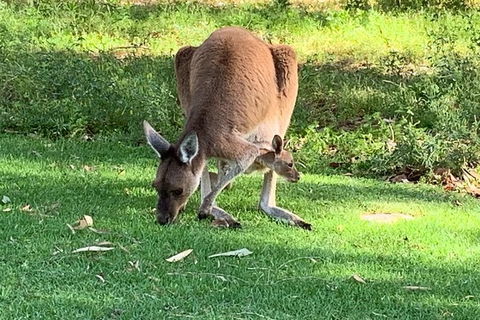 Pinnacles Day Trip From Perth Including Yanchep National Park - Accommodation Gladstone 5