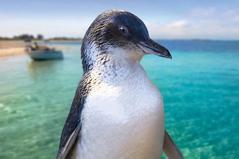 Full-Day Penguin Island & Fremantle Town - Accommodation Gladstone 0