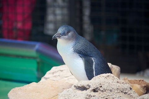 Full-Day Penguin Island & Fremantle Town - Accommodation Gladstone 5