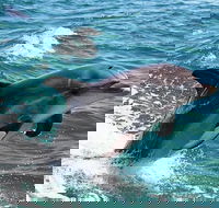 Half-Day Mandurah Canals  Dolphin Watch Tour - Accommodation Gladstone