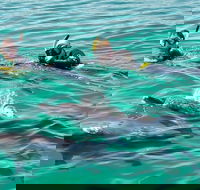 Swim with Dolphins Day Trip from Perth - Accommodation Gladstone