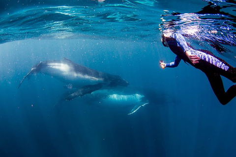 Private Whale Shark Or Humpback Whale Swimming Tour - Accommodation Gladstone 1