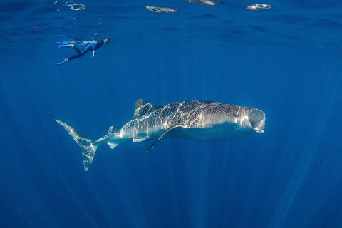 Private Whale Shark Or Humpback Whale Swimming Tour - Accommodation Gladstone 0