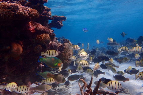 Lagoon Explorer - Ningaloo Reef Full-Day Kayaking And Snorkeling Adventure - Accommodation Gladstone 6