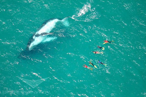 Humpback Whale Swim Tour - Accommodation Gladstone 1