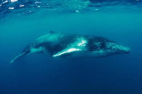 Humpback Whale Swim Tour - Accommodation Gladstone 0