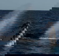 Perth Whale-Watching Cruise from Hillarys Boat Harbour - Accommodation Gladstone
