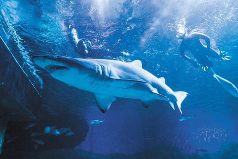 AQWA The Aquarium Of Western Australia: General Admission - Accommodation Gladstone 9