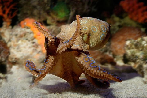 AQWA The Aquarium Of Western Australia: General Admission - Accommodation Gladstone 15
