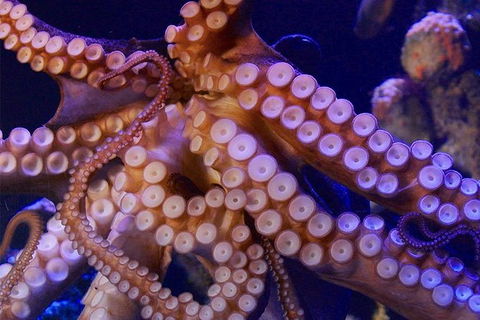 AQWA The Aquarium Of Western Australia: General Admission - Accommodation Gladstone 8