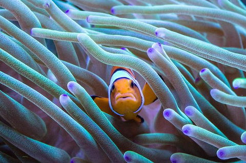 AQWA The Aquarium Of Western Australia: General Admission - Accommodation Gladstone 4