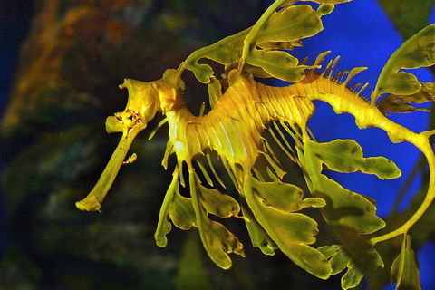 AQWA The Aquarium Of Western Australia: General Admission - Accommodation Gladstone 13