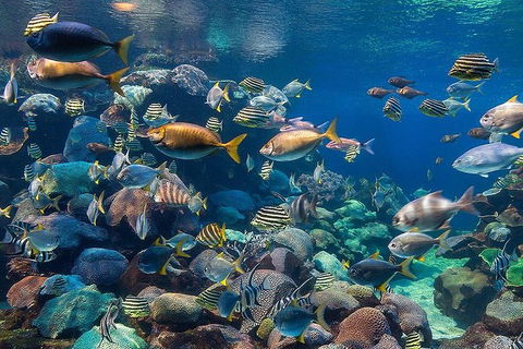 AQWA The Aquarium Of Western Australia: General Admission - Accommodation Gladstone 10