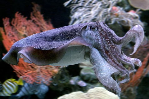 AQWA The Aquarium Of Western Australia: General Admission - Accommodation Gladstone 16