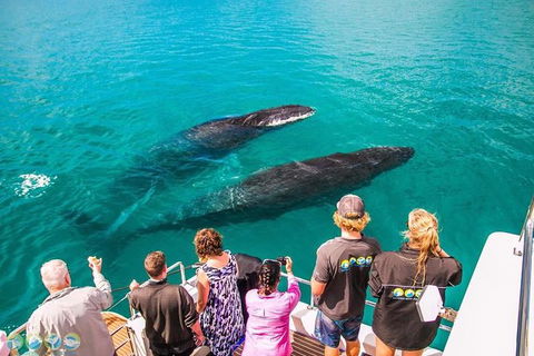 Humpback Whale Sunset Cruise - Accommodation Gladstone 0