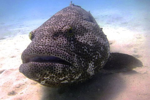 Muiron Island Dive & Snorkel Tour - Accommodation Gladstone 1