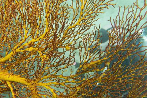 Muiron Island Dive & Snorkel Tour - Accommodation Gladstone 6
