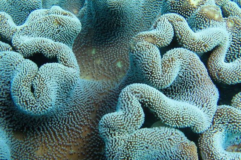 Muiron Island Dive & Snorkel Tour - Accommodation Gladstone 5