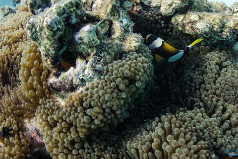 Muiron Island Dive & Snorkel Tour - Accommodation Gladstone 2